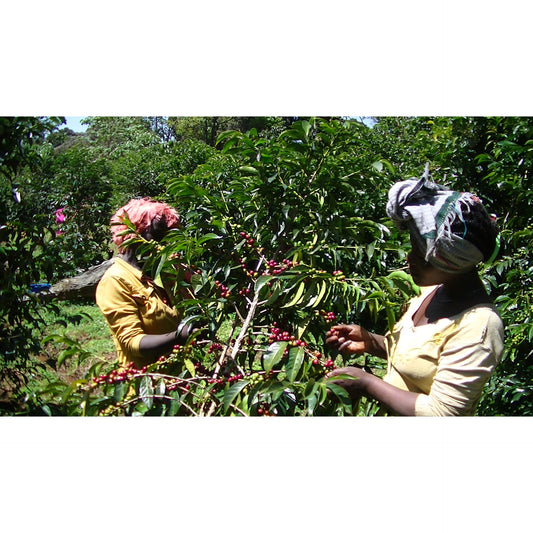 【COFFEE】ETHIOPIA METAD ALAKA WASHED