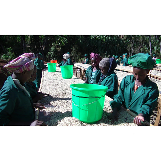 【COFFEE】ETHIOPIA METAD ALAKA WASHED