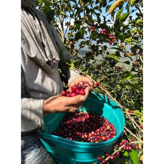 【COFFEE】PERU -Miraflores Giesha-