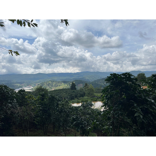 【COFFEE】 VIETNAM LANGBIANG COFFEE PROJECT A-WASHED