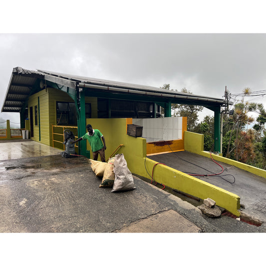 【COFFEE】JAMAICA -BLUE MOUNTAIN No.1-