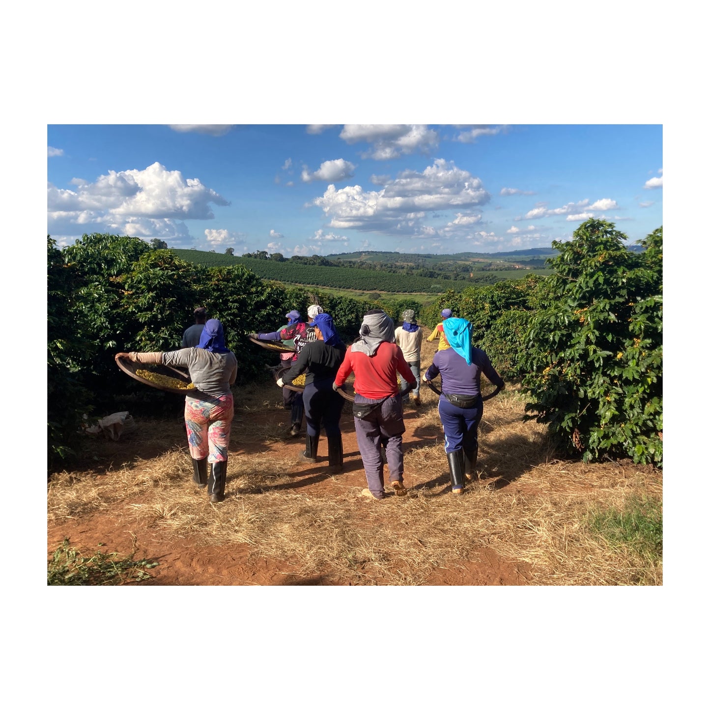 【COFFEE】BRAZIL FAZENDA GUARIROBA -FRUITY-