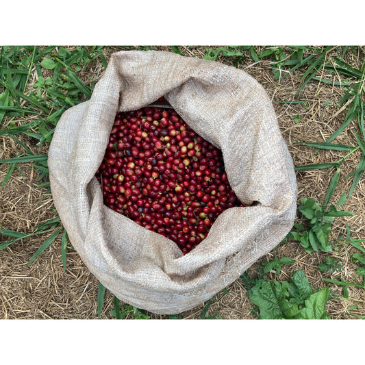 【COFFEE】BRAZIL -GUARIROBA GEISHA-