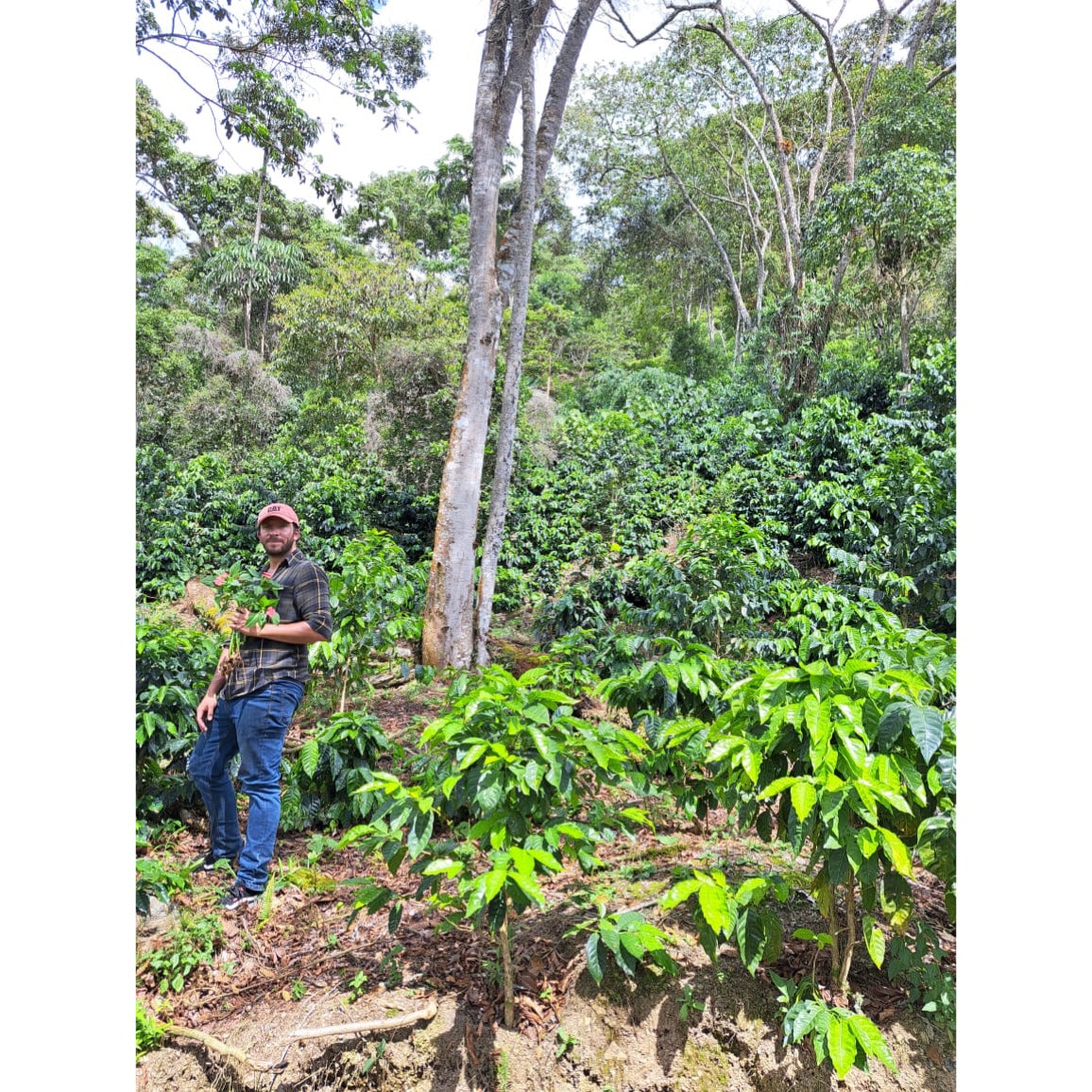 【COFFEE】BOLIVIA -Copacabana Java-