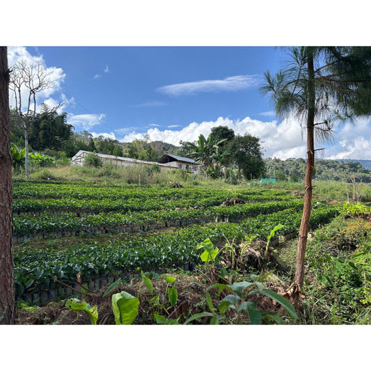 【COFFEE】PERU -Miraflores Giesha-