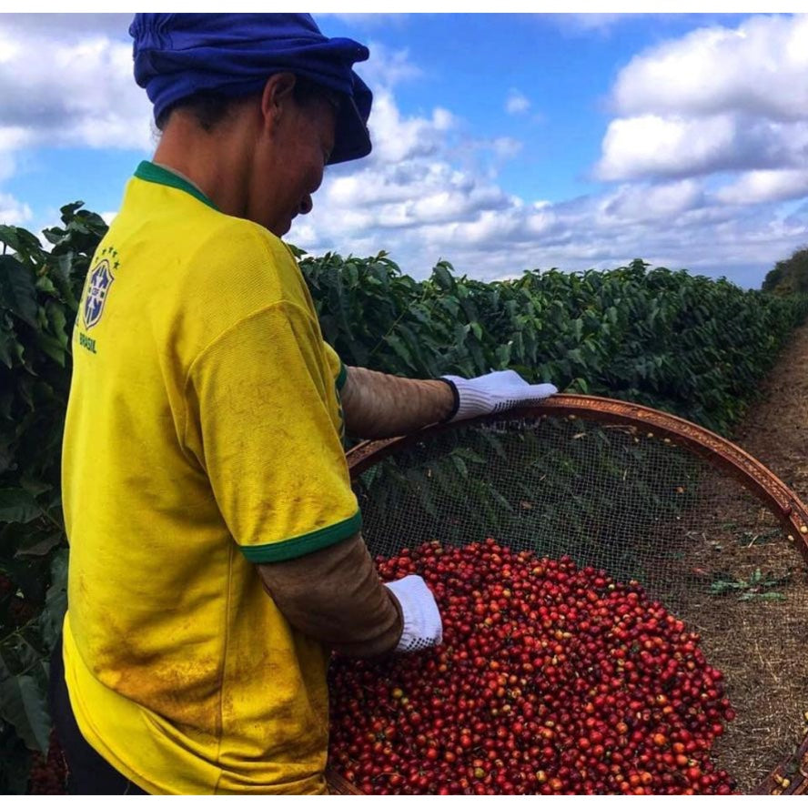 【COFFEE】BRAZIL -GUARIROBA GEISHA-