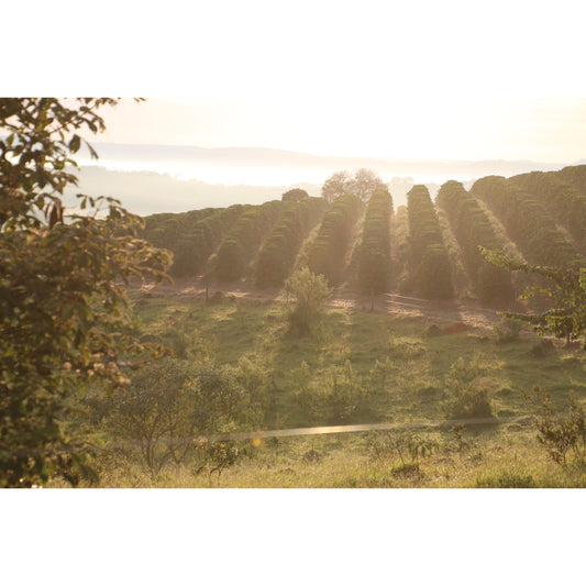 【COFFEE】BRAZIL -GUARIROBA GEISHA-