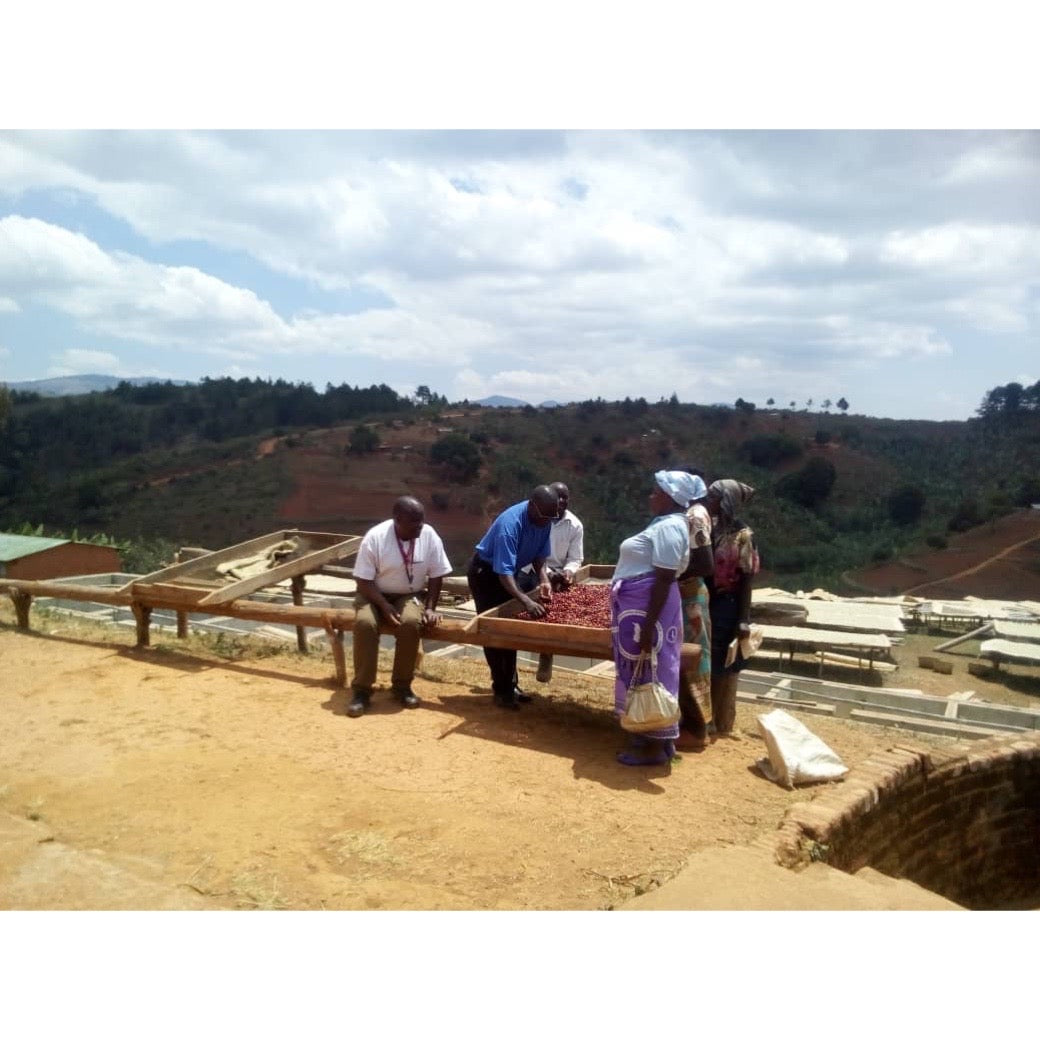 【COFFEE】MALAWI MISUKU COOPERATIVE KAKOMO