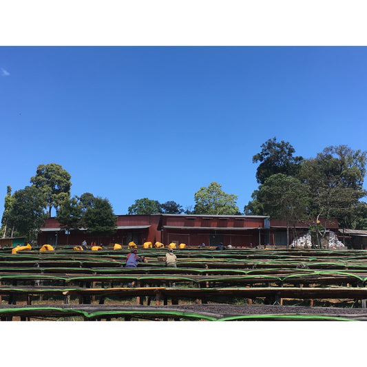 【COFFEE】ETHIOPIA METAD ALAKA NATURAL