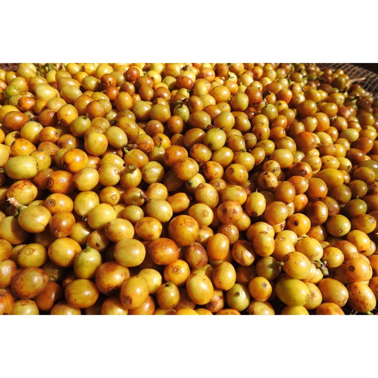 【COFFEE】BRAZIL FAZENDA GUARIROBA -IPA PROCESS-