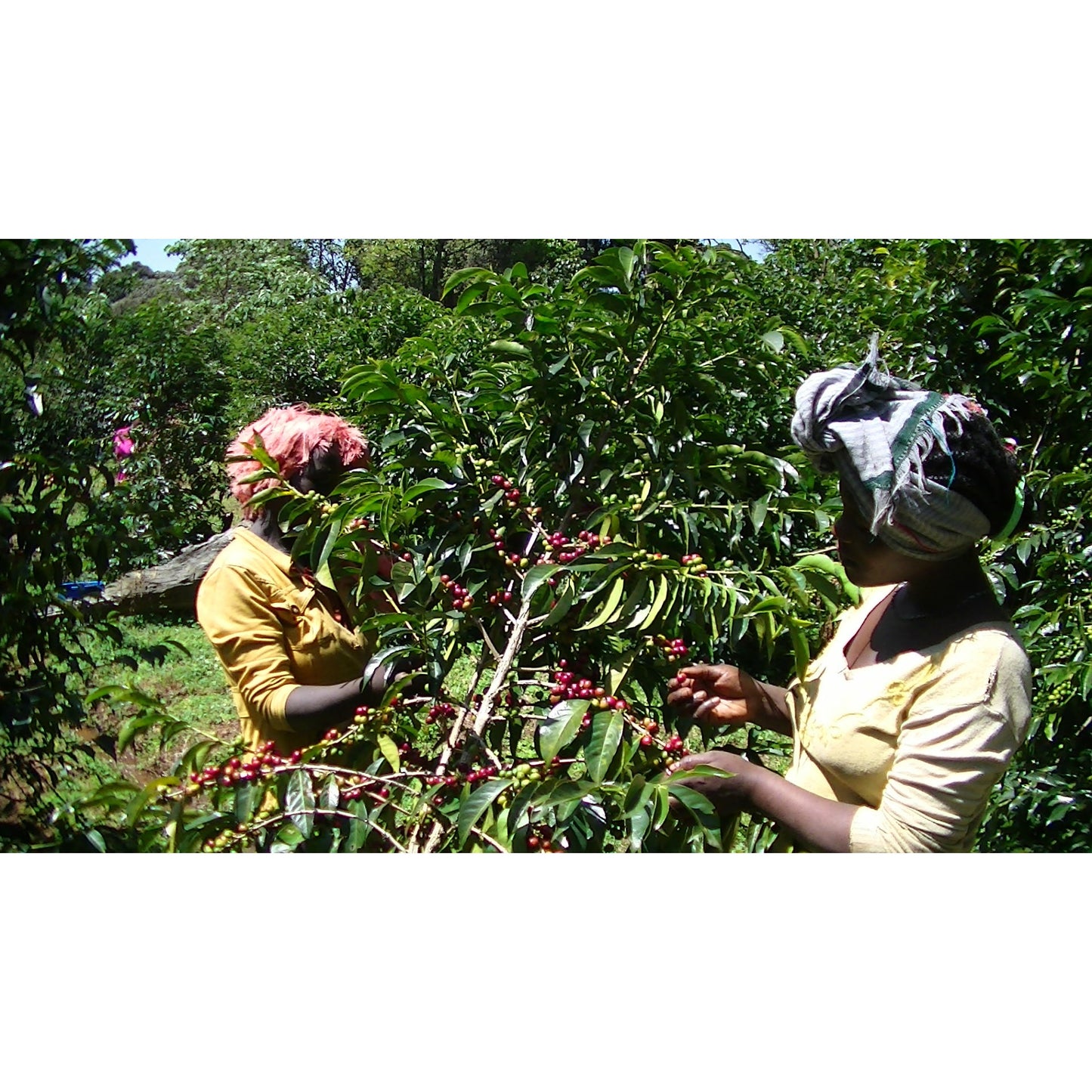 【COFFEE】ETHIOPIA METAD ALAKA NATURAL