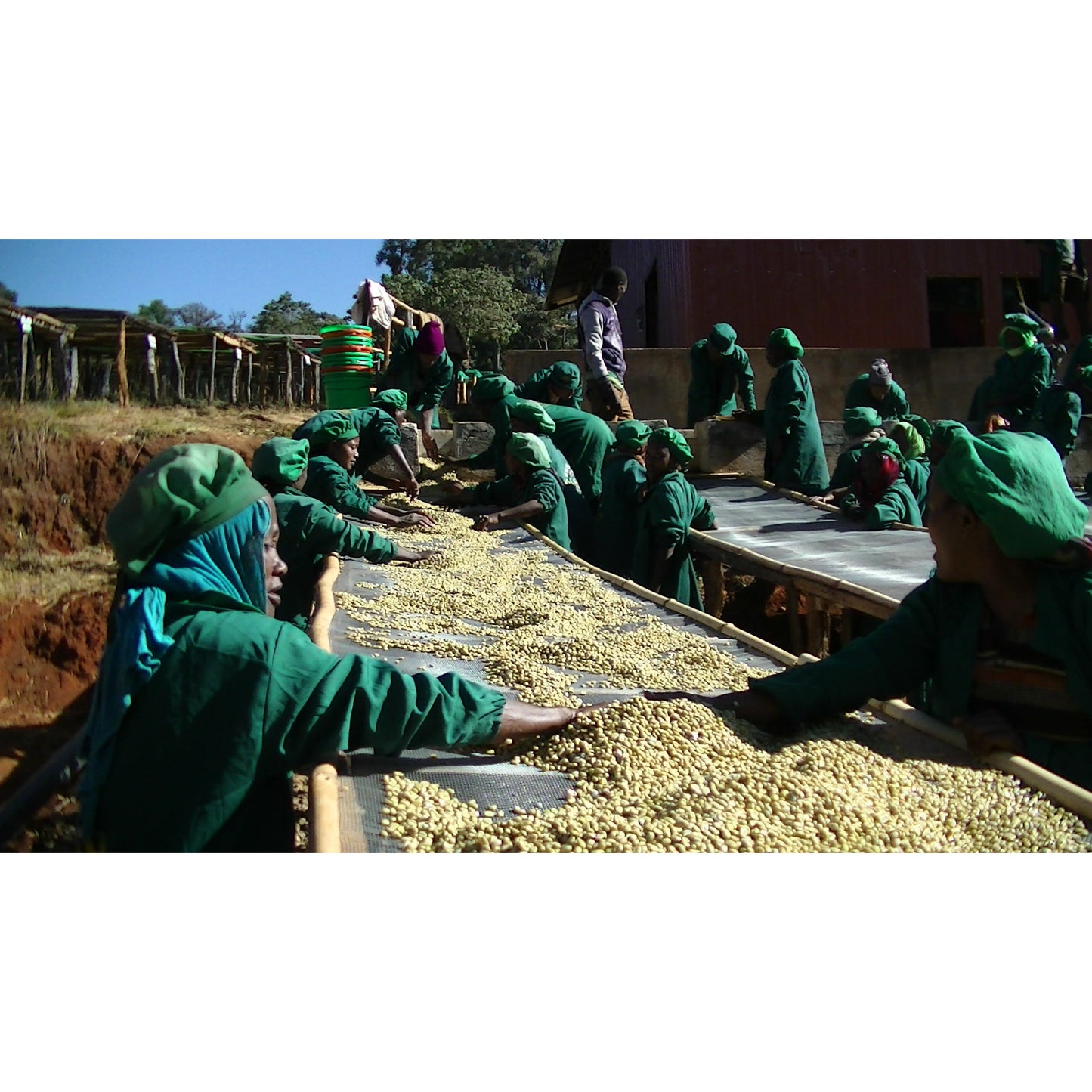 【COFFEE】ETHIOPIA METAD ALAKA NATURAL
