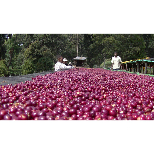 【COFFEE】ETHIOPIA METAD ALAKA NATURAL