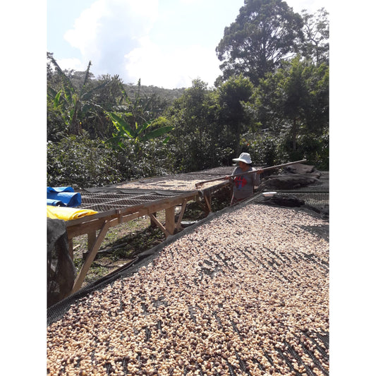 【COFFEE】BOLIVIA -Copacabana Java-