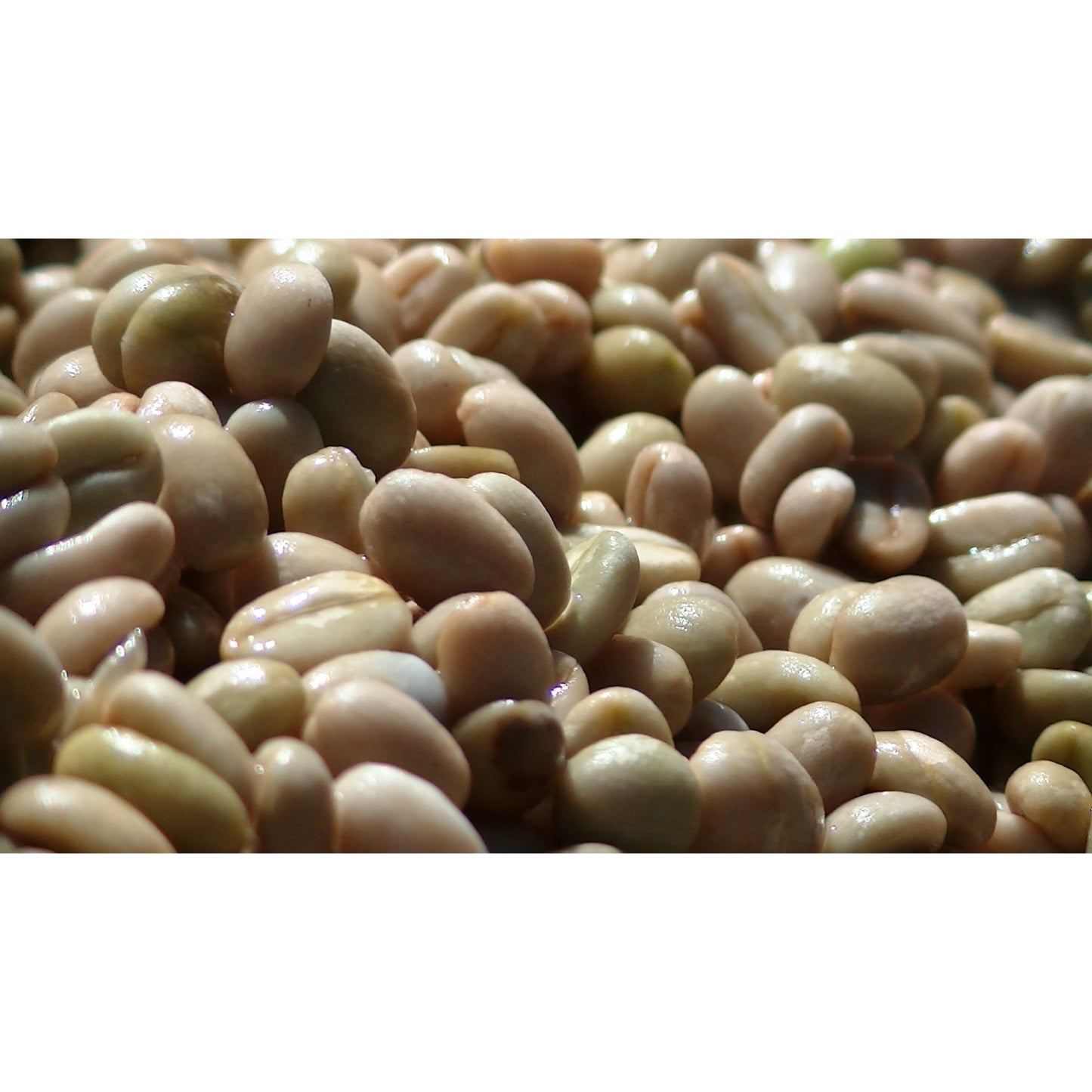 【COFFEE】ETHIOPIA METAD ALAKA WASHED