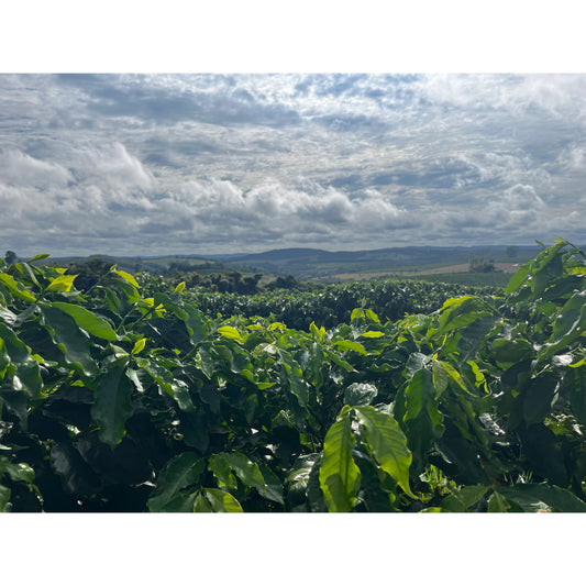 【COFFEE】BRAZIL FAZENDA GUARIROBA -FRUITY-