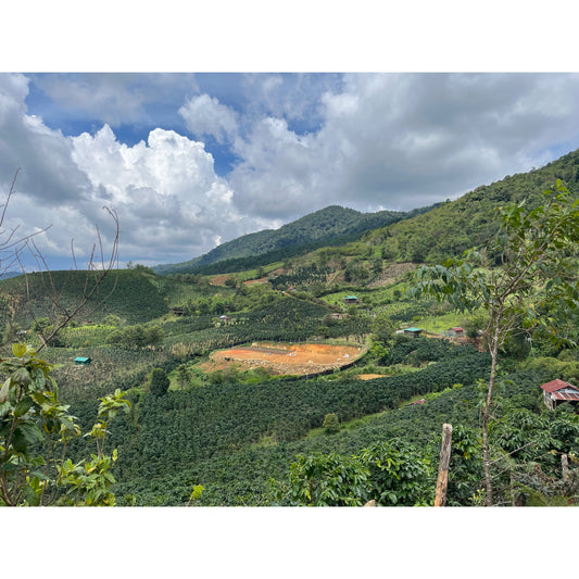【COFFEE】VIETNAM LANG BIANG COFFEE PROJECT A-NATURAL