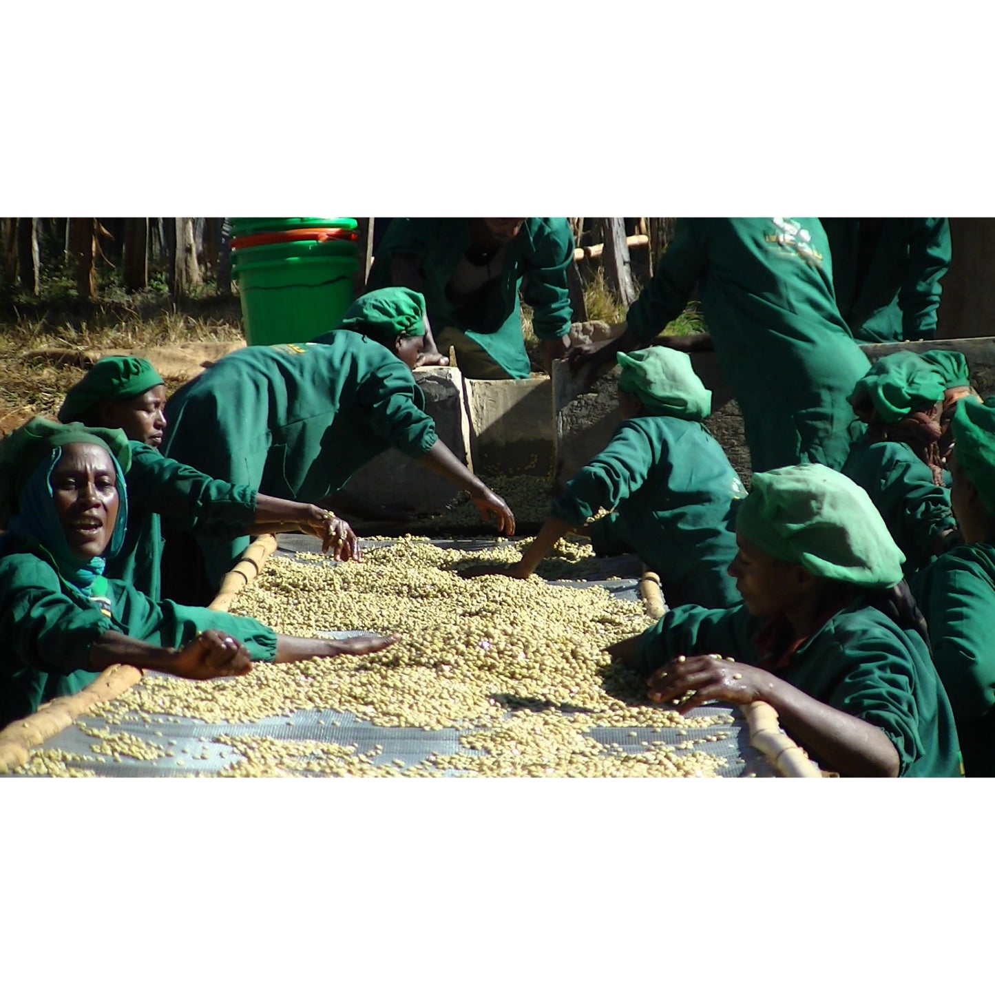 【COFFEE】ETHIOPIA METAD ALAKA WASHED