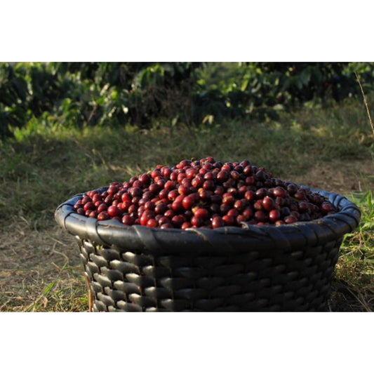 【COFFEE】COSTA RICA FINCA GARCILASO
