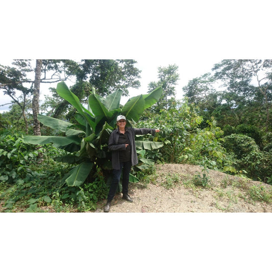 【COFFEE】BOLIVIA -Copacabana Java-