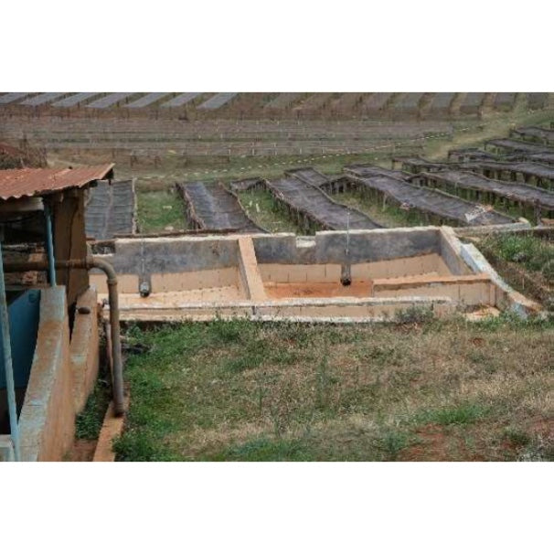 【COFFEE】KENYA THIMU FACTORY AA