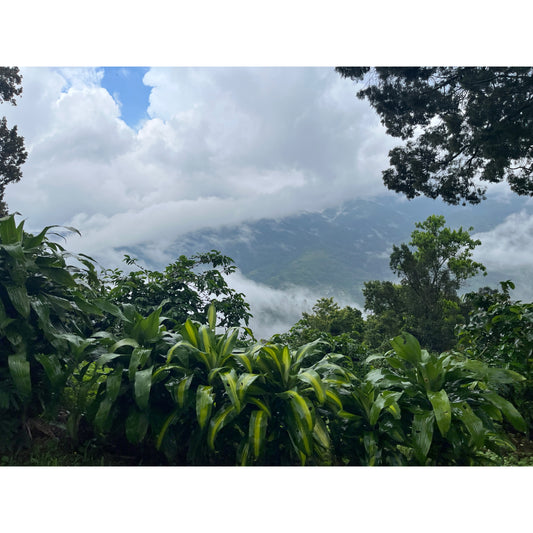 【COFFEE】JAMAICA -BLUE MOUNTAIN No.1-