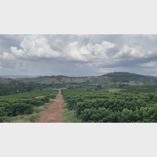 【COFFEE】BRAZIL FAZENDA GUARIROBA -FRUITY-
