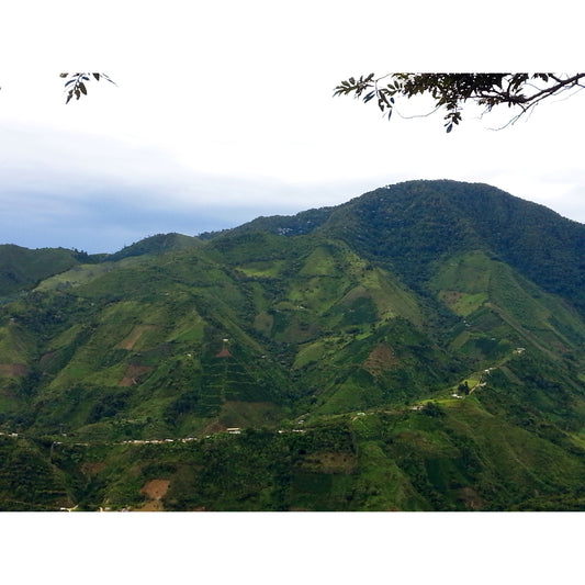 【COFFEE】COLOMBIA AGUA BLANCA